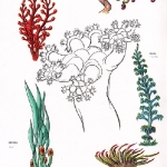 Flora_1
